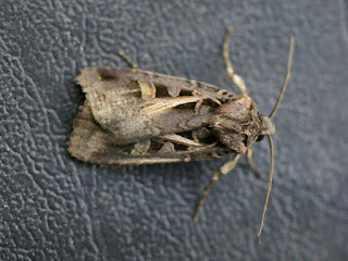 Feltia herilis - Papillon nocturne du Québec