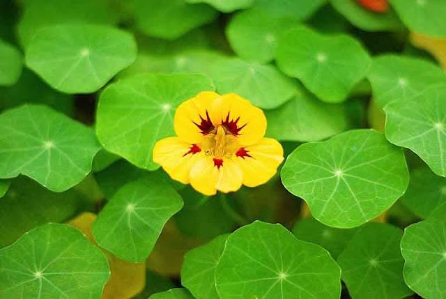 yellow Nasturtium flower