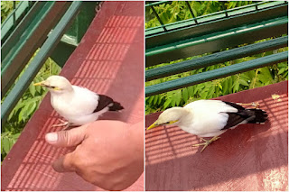 Berekreasi Dan Mengenal Lebih Dekat Kehidupan Burung Di Jakarta Bird Land