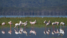 Lesser Flamingos and their reflections on the waters of Lake Nakuru