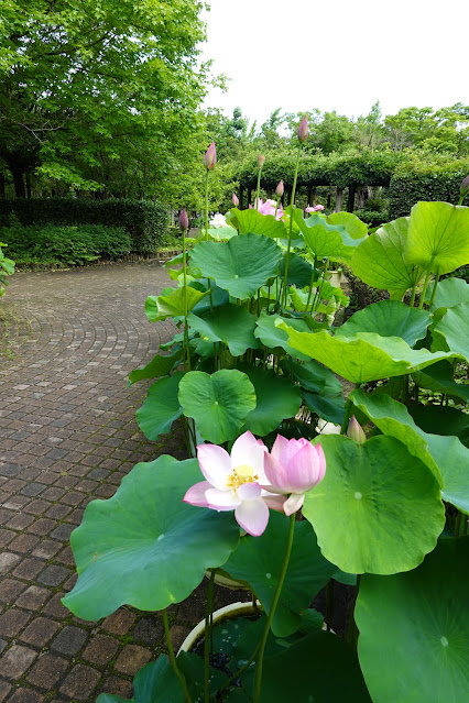 鳥取県米子市淀江町福岡　伯耆古代の丘公園　四季の花径