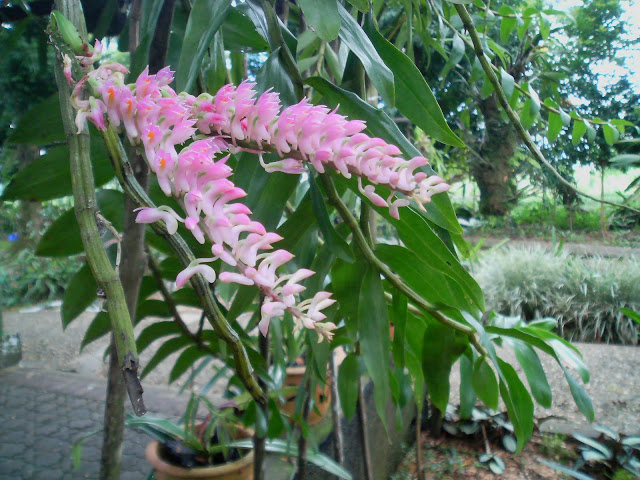 Kết quả hình ảnh cho Dendrobium secundum