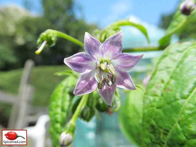 San Isidro Rocoto Flower - 26th July 2022