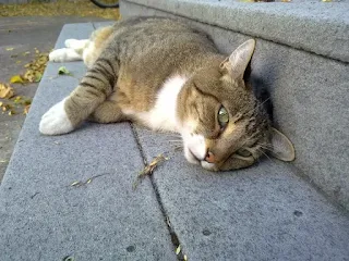 Adopting a senior cat from an animal shelter