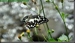 20150712_095614_112_KangGaoKeng