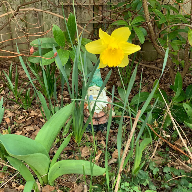 Gnomes and Daffodils - Springtime is Coming