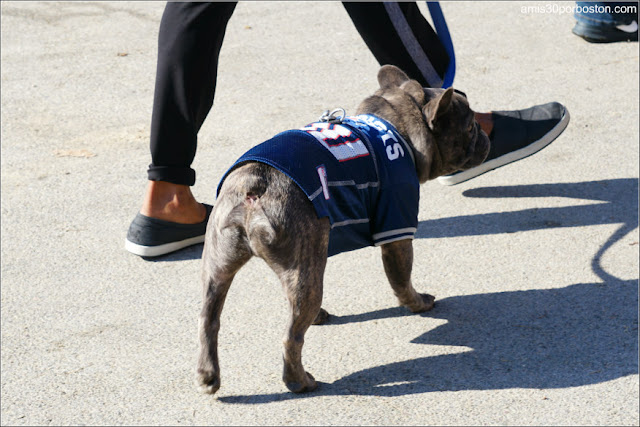Perro en el Desfile de los Patriots por la Celebración de la Super Bowl LIII