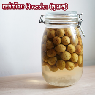 วิธีทำ เหล้าบ๊วย Umeshu (อุเมะชุ) OHO999.com