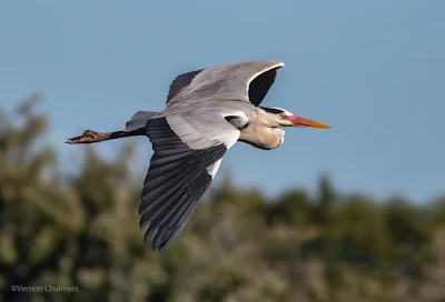 Grey Heron with breeding plumage captured in the Table Bay Nature Reserve 