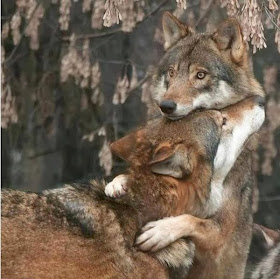 Funny animals of the week - 28 February 2014 (40 pics), wolf hugs other wolf