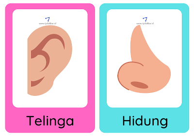 Flash card telinga dan hidung