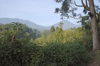 Wisata Taman Nasional Gunung Gede Pangrango