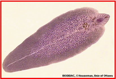 Fasciola hepatica - JungleKey.fr Image #400
