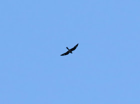 Common Nighthawk - Grayling Forest, Michigan, USA