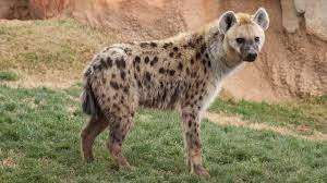 Spotted Hyenas Amazing Facts with Pictures