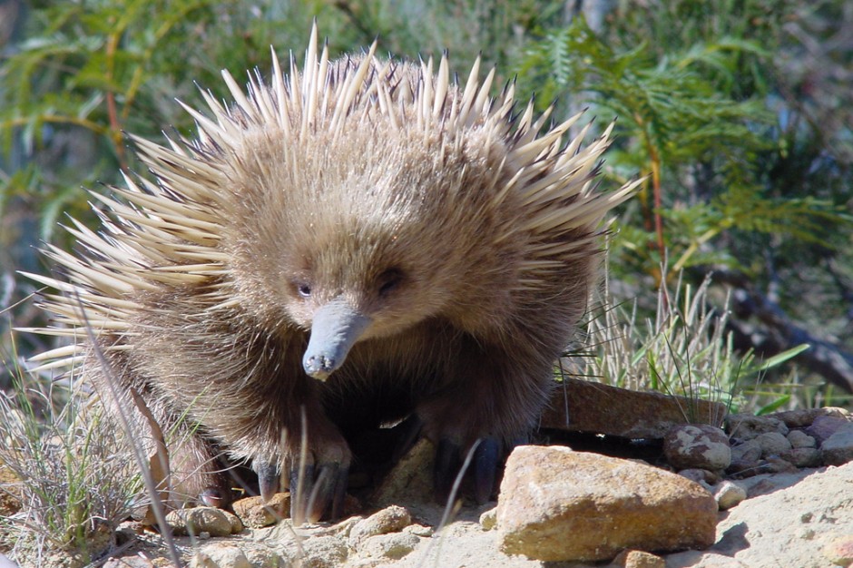  Echidna  The Biggest Animals Kingdom