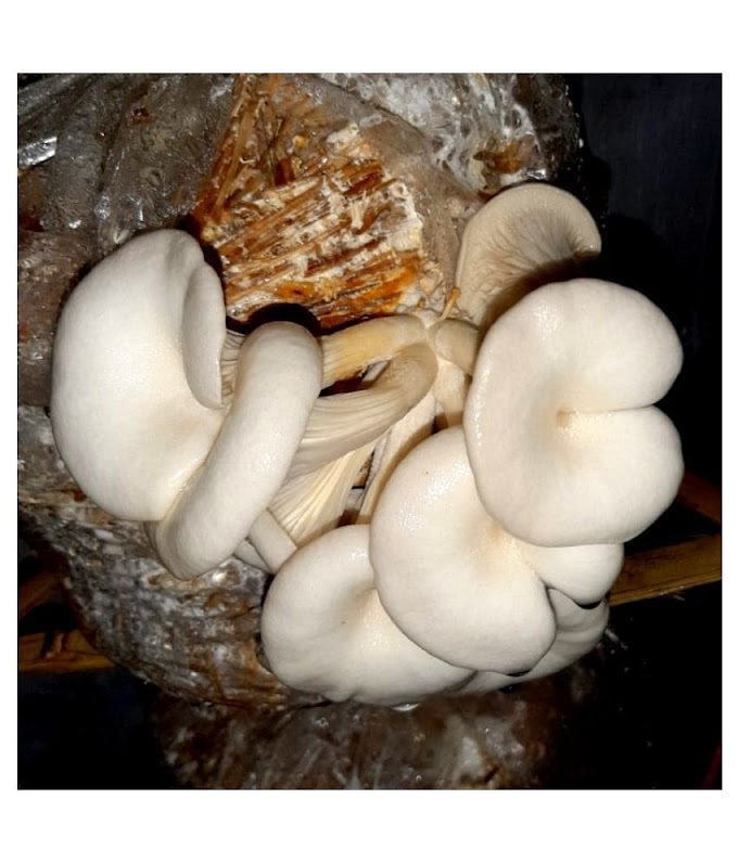 Where can I get an oyster mushroom spawn? | Mushroom spawn supplier | Biobritte mushroom center