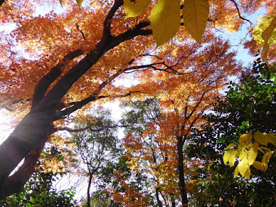 龍尾寺・もみじの紅葉