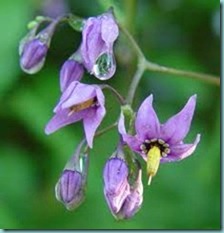 belladonna