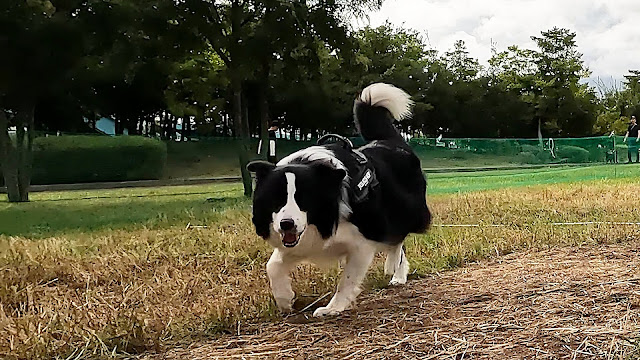 保護犬 ボーダーコリー トーマ ペテモフェス