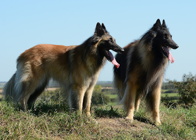 shepherd-dog-breeds