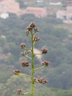 Agave d'Amérique - Agave americana - Agave américain - Choka bleu