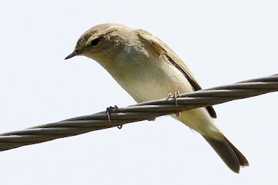 Common Chiffchaff