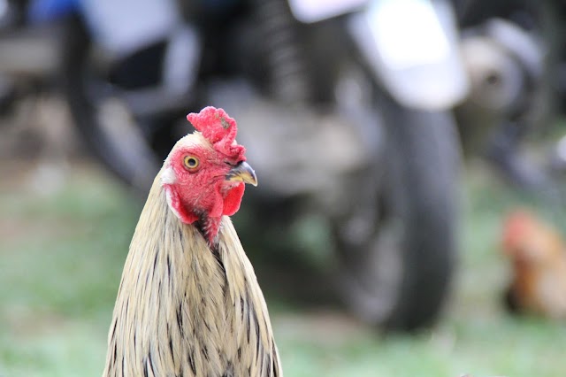 Ayam Pelung Khas Cianjur