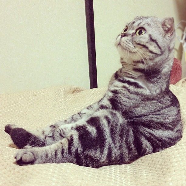 Shishi-Maru is a Scottish Fold cat from Instagram, cute cat pictures, famous Instagram cat