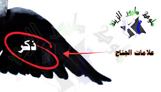 علامات جناح ذكر طائر الكوكتيل