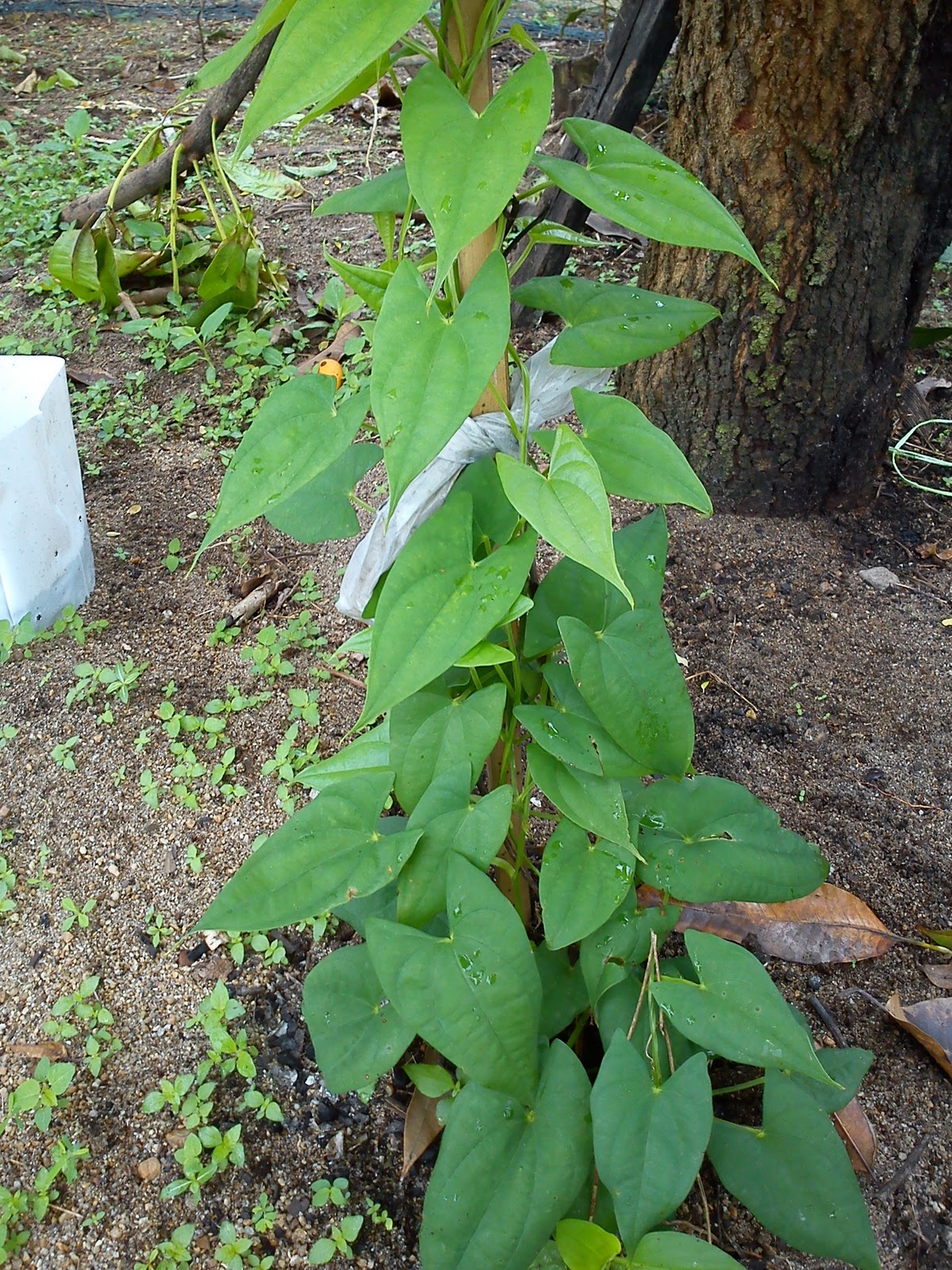 A place called home: 'Pak Mamat ada kebun"Idea berkebun 