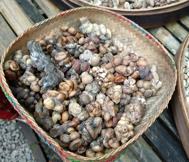 Luwak Coffee Poop