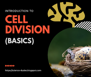 cell division definition