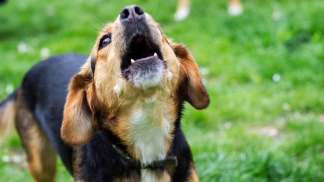 Why Does Your Dog Howl?