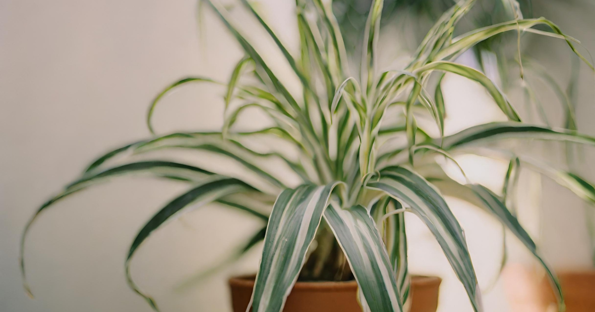 common potted plants