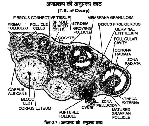 Cross section of ovary (T.S.)