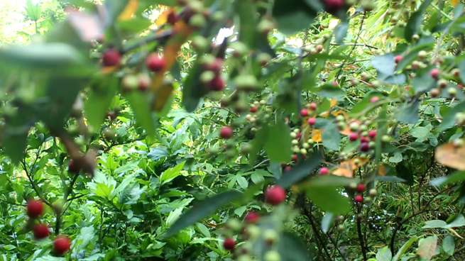 Amelanchier Small Spoace Tree Fodder