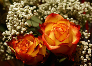 Arti warna pada bunga mawar|http://bambang-gene.blogspot.com