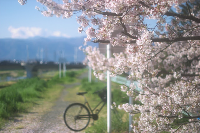 通学路の桜