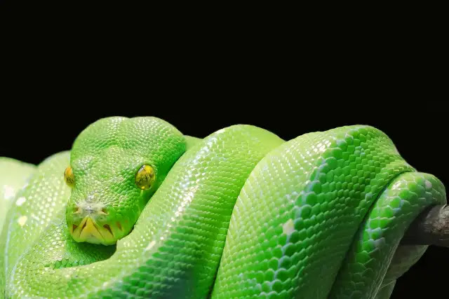 130 Amazing Facts About Snakes!