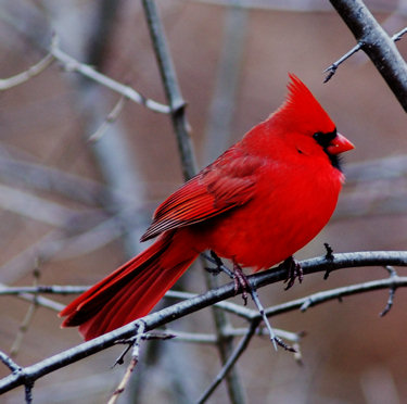 Male Cardinal Bird