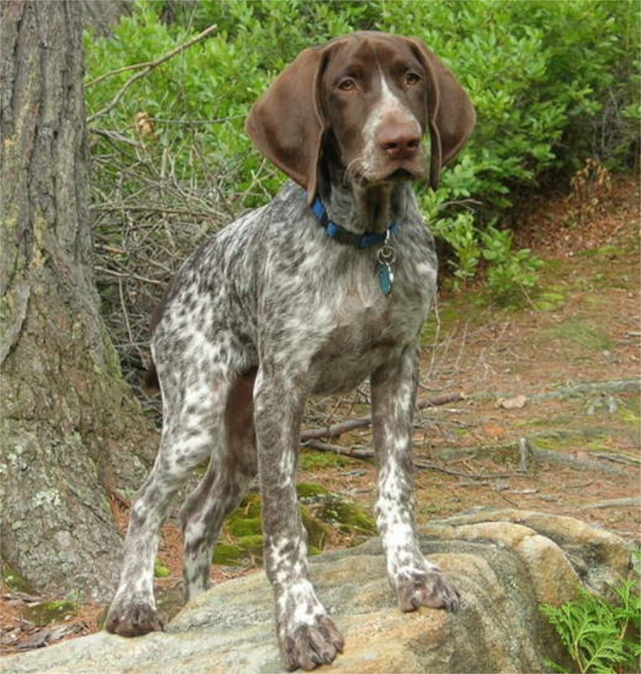 Mary's Be a GoodDog Blog: Sweetest German Shorthaired Pointer (More ...