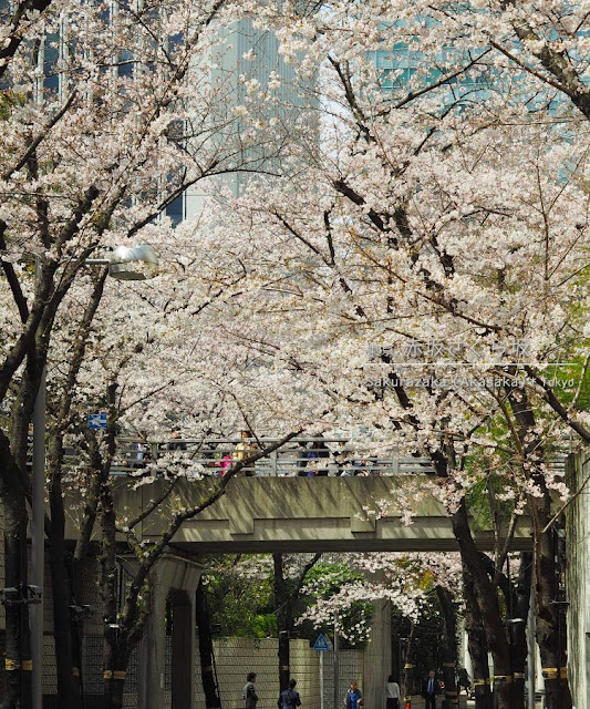 アークヒルズの桜：桜坂