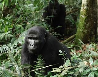 This 3 Days Gorilla trekking safari in Uganda gives you a chance of tracking Gorillas in Uganda in a short time. Enjoy Uganda gorilla tour safaris in Bwindi-2,3,4,5,6,7,gorillatourbooking.com