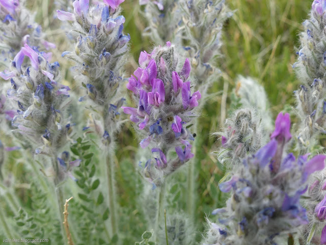 29: purple flowers with pea lineage