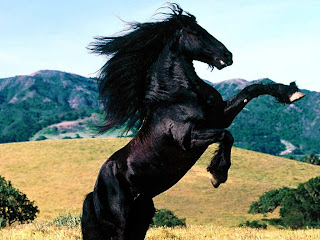 Black Horse wallpaper and photo