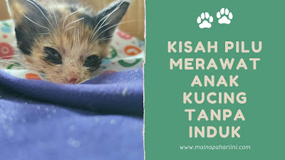 merawat anak kucing tanpa induk