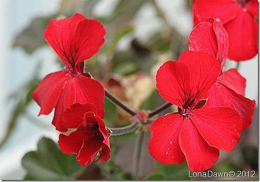 Autumn_Red_Geranium_Ivy