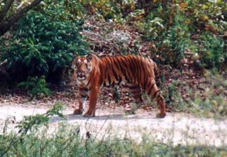 Ranthambore Tiger Tour