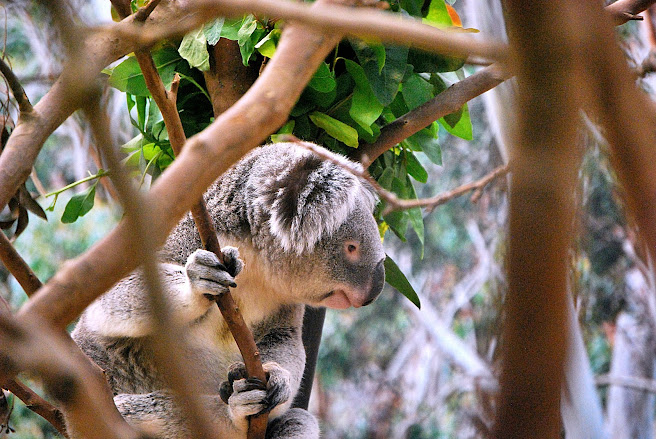 Koala behavior and social structure